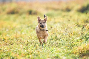 Kleiner Diesel sucht seine Menschen für immer