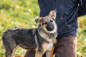 Kleine Zoya sucht liebevolle zuhause