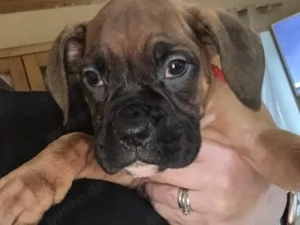 Boxerwelpen aus Hobbyzucht m.Papieren u.EU- Heimtierausweis