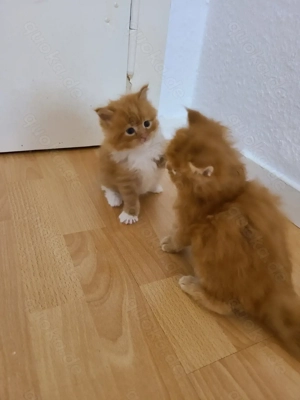 Main Coon Kitten Reinigerasse XL 