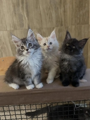 Maine-Coon-Kätzchen