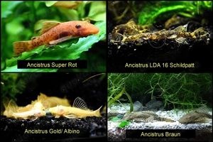 Ancistrus, Wels, Super Rot, Schildpatt, Gold  Albino, Braun, ab 2 