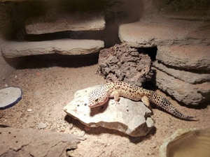 Leopardgecko abzugeben Bild 4