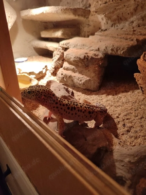 Leopardgecko abzugeben
