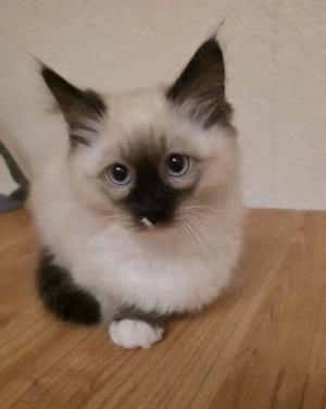 Siam   Ragdoll