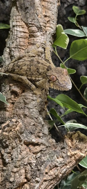 Uroplatus henkeli '25