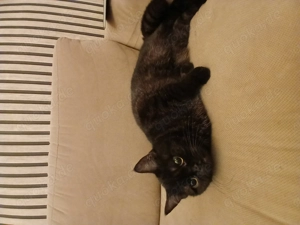 BKH Katze Schwarz getigert