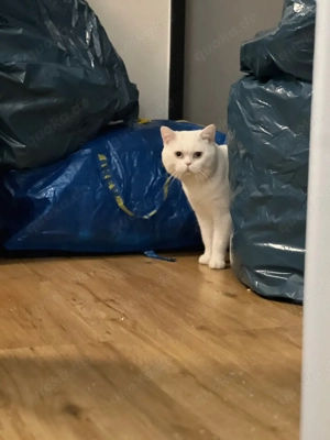 Erfahrener Deckkater BKH