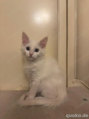 Reinrassiges Maine-Coon-Kätzchen