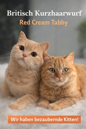 seltene BKH Red Tabby Cream Kitten