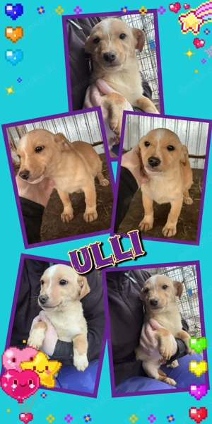 goldiger, kleiner Welpenjunge "Ulli" sucht ein liebevolles neues Zuhause