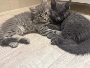 Zwei süße BKH-Mischlingskater suchen ihr Für-immer-Zuhause 