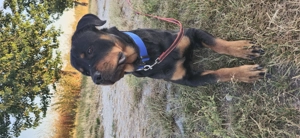 Rottweiler Rüde 2Jahre alt Bild 2
