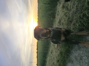 Rottweiler Rüde 2Jahre alt Bild 3