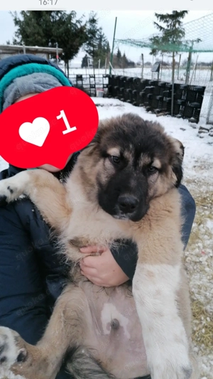 Kangal Bucovino Mix