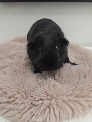 Meerschweinchen Kastrat abzugeben