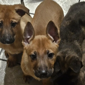 X-Herder + Mali Welpen!!!!!