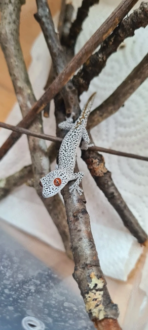 0.0.2 Strophurus teanicauda Börse Dillingen 