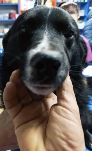 Domino braucht ein richtiges Zuhause für immer Bild 3