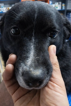 Domino braucht ein richtiges Zuhause für immer