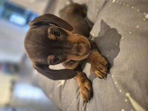 Kurzhaar Dackelhündin sucht liebevolles zu Hause 