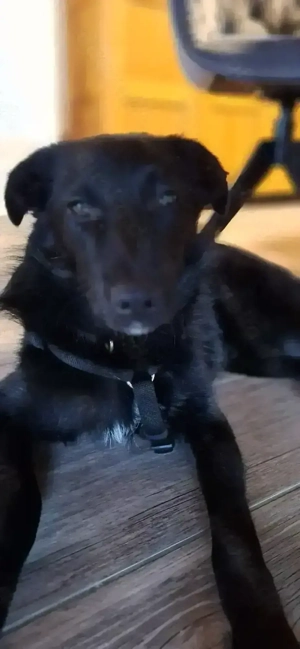 Süsser Willy sucht seine Menschen 