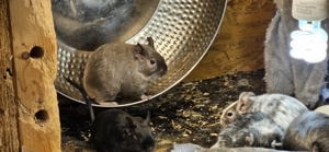 Degu weibchen und kastrat 2j