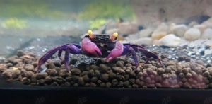 Geosesarma Dennerle Vampirkrabbe