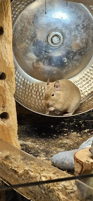 4 weibchen jungtiere