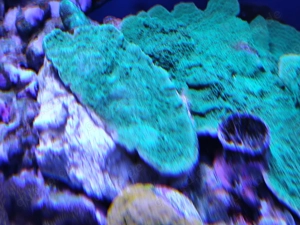 Meerwasser grüne Montipora  Platte ca. 6,-7 cm auf Stein gewachsen