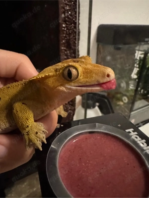 Kronen gecko  Bild 3