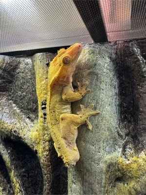 Kronen gecko  Bild 4
