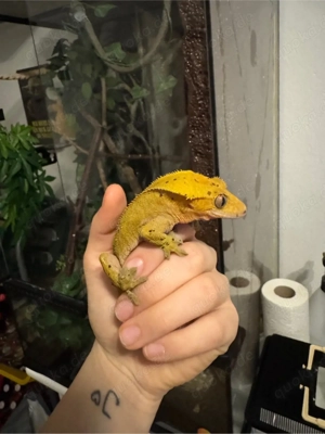 Kronen gecko  Bild 2