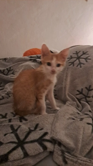 Katzenkitten Katze Katzen Baby