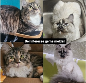 Maine Coon Heilige Birma 