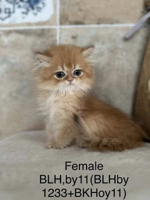 BLH weiblich, 3 Monate alt 