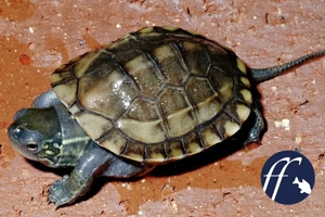 Chinesische Dreikielschildkröte