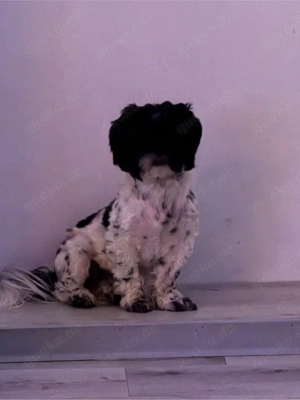 Shihtzu Welpe Hündin