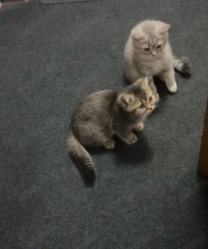 Katzen Baby 2 Bkh Kitten