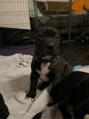 Wunderschöne & Liebe American Bully XL Mischlings Welpen 