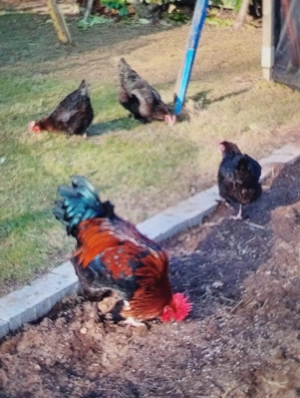 Biete Bruteier von meinen Reinrassigen Marans Hühnern an  Bild 5