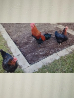 Biete Bruteier von meinen Reinrassigen Marans Hühnern an  Bild 4