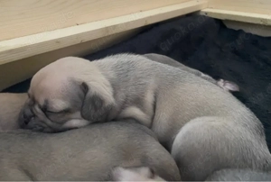 Französische Bulldoggen Welpen