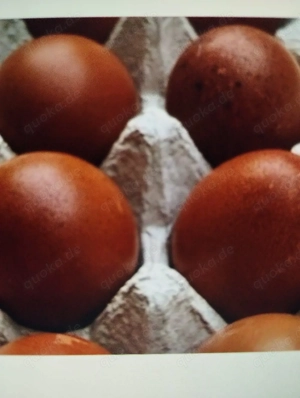 Biete Bruteier von meinen Reinrassigen Marans Hühnern an  Bild 2