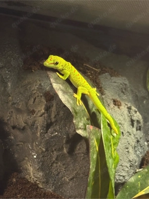 Madagaskar Taggecko - 6 Monate - kerngesund - aus Zucht