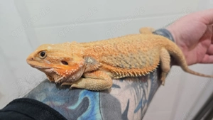 Hypo Trans 100% het Witblits Weibchen