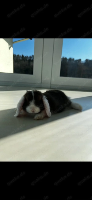 Havanna Zwergwidder Bock