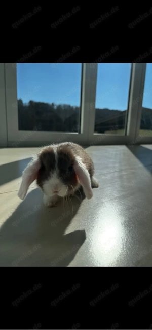 Havanna Zwergwidder Bock Bild 3