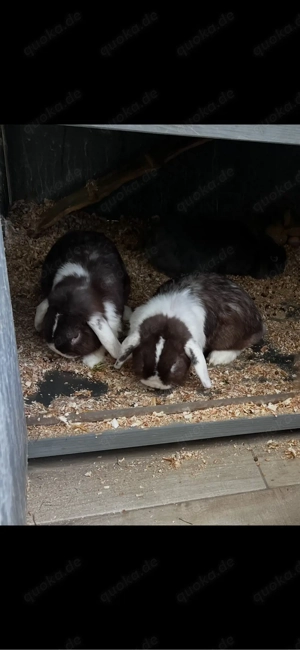 Havanna Zwergwidder Bock Bild 4