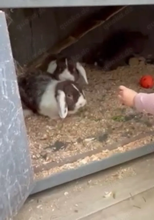 Havanna Zwergwidder Bock Bild 2